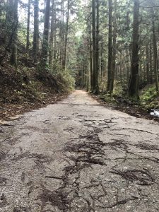【画像付き】登山初心者のわたしでも登れた金剛山のルートって？