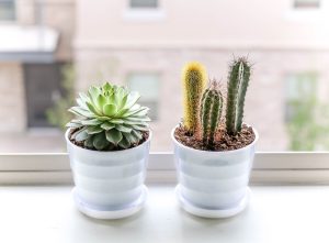 発見！卓上観葉植物(ハイドロカルチャー)をお手頃価格買えるお店